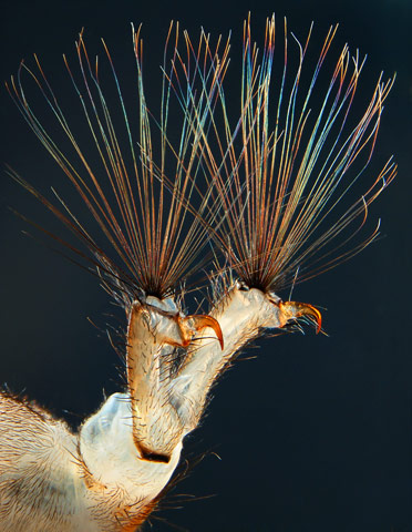 Illustration for article titled The year's strangest, most beautiful visions of the microverse